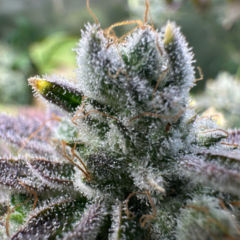 MiscxLAZ #26 C #2 growlog timeline photo