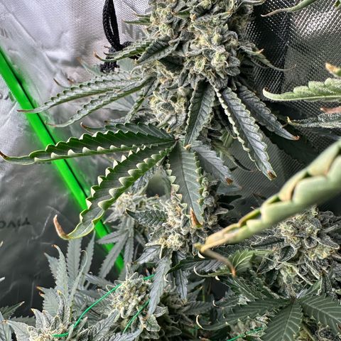 CxLAZ #15 C #1 growlog timeline photo