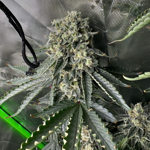 CxLAZ #15 C #1 growlog timeline photo