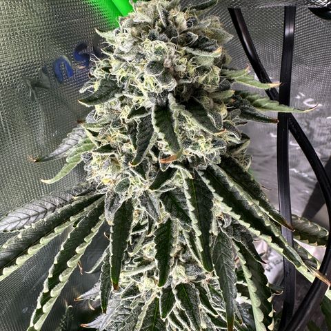 CxLAZ #15 C #1 growlog timeline photo