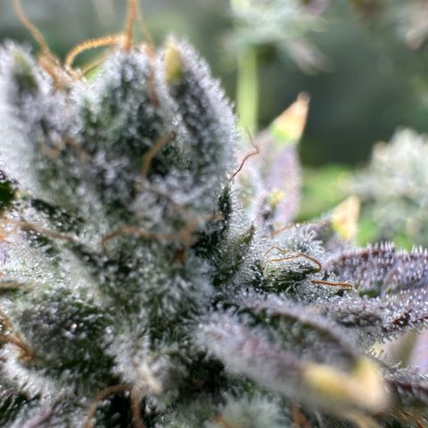 MiscxLAZ #26 C #2 growlog timeline photo