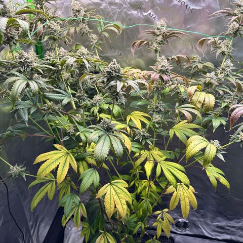 MiscxLAZ #26 C #2 growlog timeline photo