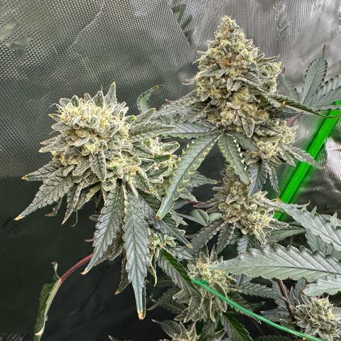 CxLAZ #15 C #1 growlog timeline photo