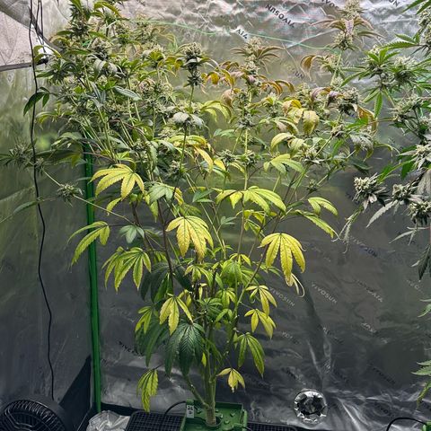 MiscxLAZ #26 C #2 growlog timeline photo