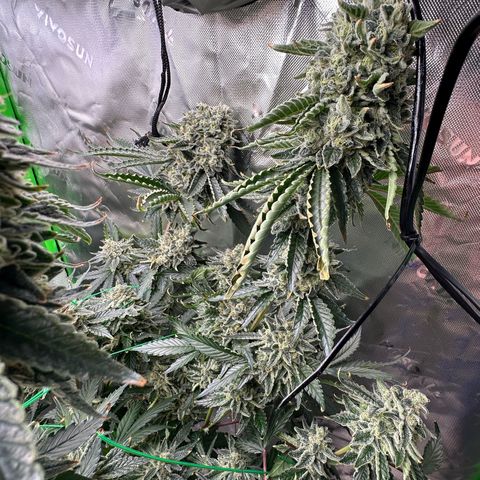 CxLAZ #15 C #1 growlog timeline photo