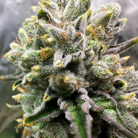 MiscxLAZ #26 C #2 growlog timeline photo