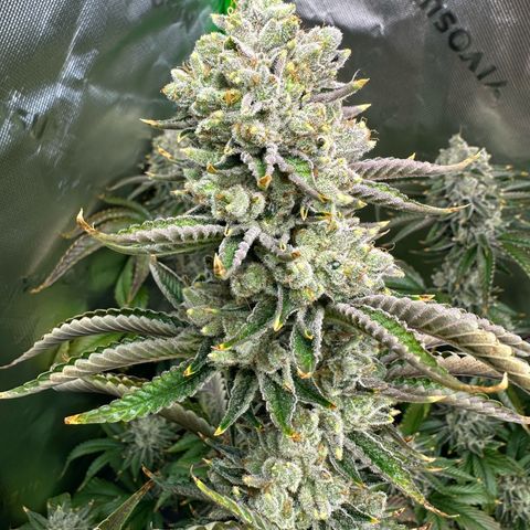 MiscxLAZ #26 C #2 growlog timeline photo