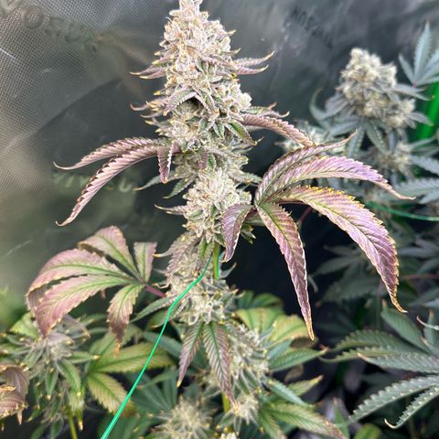 MiscxLAZ #26 C #2 growlog timeline photo