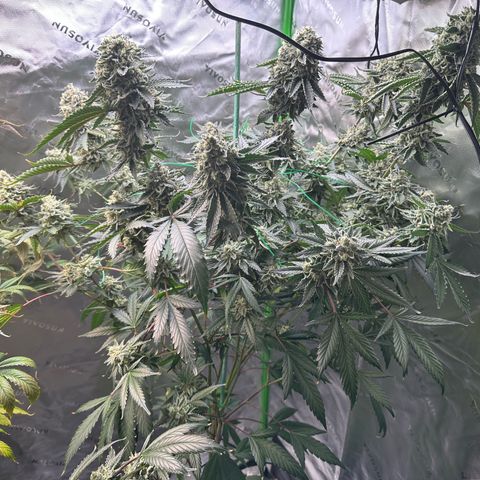 CxLAZ #15 C #1 growlog timeline photo