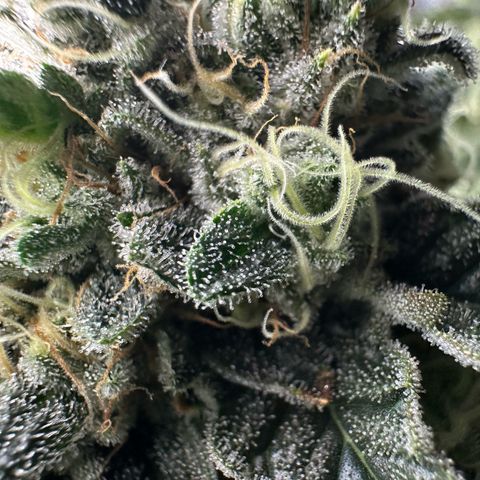 CxLAZ #15 C #1 growlog timeline photo
