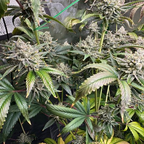 MiscxLAZ #26 C #2 growlog timeline photo