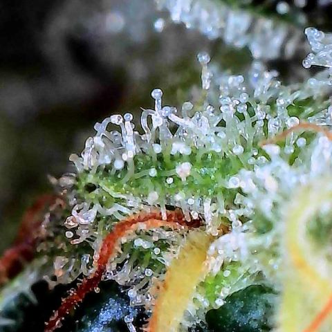 CxLAZ #15 C #1 growlog timeline photo