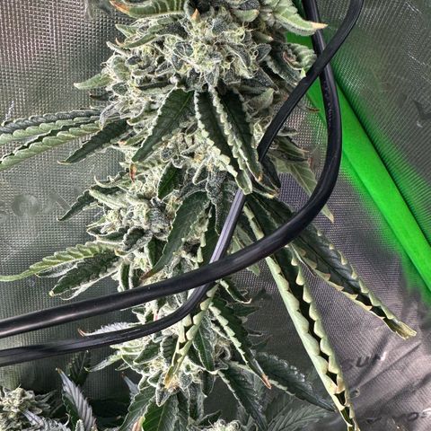CxLAZ #15 C #1 growlog timeline photo