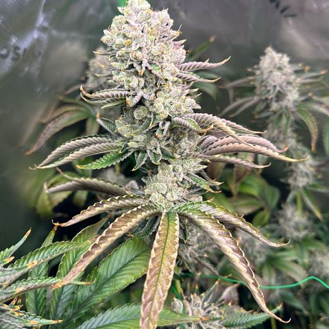 MiscxLAZ #26 C #2 growlog timeline photo