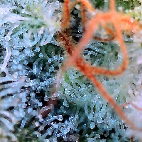 CxLAZ #15 C #1 growlog timeline photo