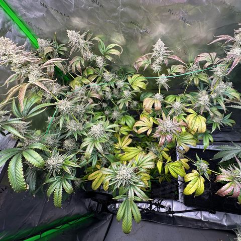 MiscxLAZ #26 C #2 growlog timeline photo