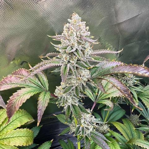 MiscxLAZ #26 C #2 growlog timeline photo