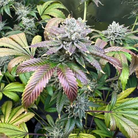 MiscxLAZ #26 C #2 growlog timeline photo