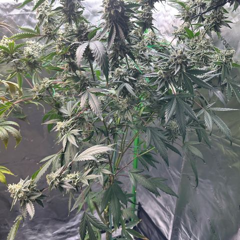CxLAZ #15 C #1 growlog timeline photo
