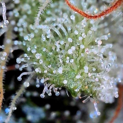 CxLAZ #15 C #1 growlog timeline photo