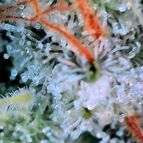 CxLAZ #15 C #1 growlog timeline photo