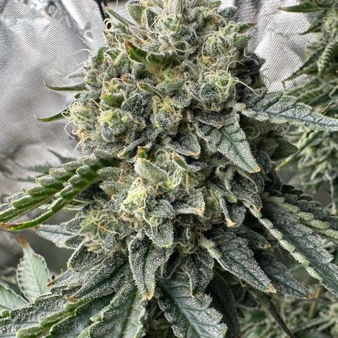 CxLAZ #15 C #1 growlog timeline photo