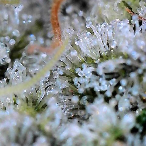 CxLAZ #15 C #1 growlog timeline photo