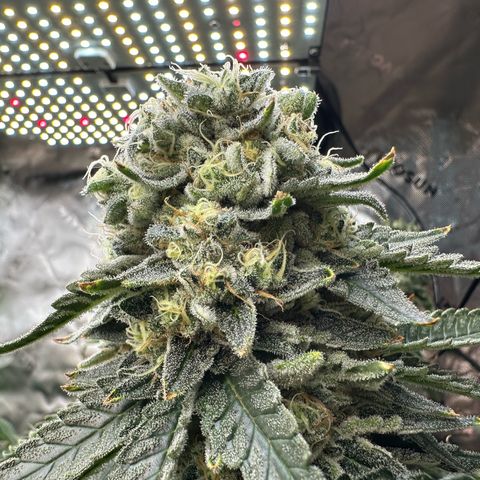CxLAZ #15 C #1 growlog timeline photo