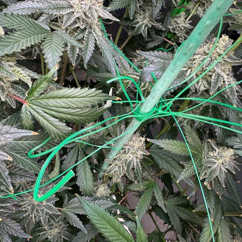 CxLAZ #15 C #1 growlog timeline photo