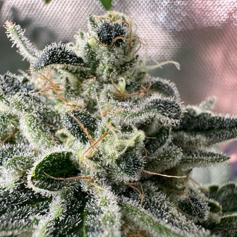 CxLAZ #15 C #1 growlog timeline photo