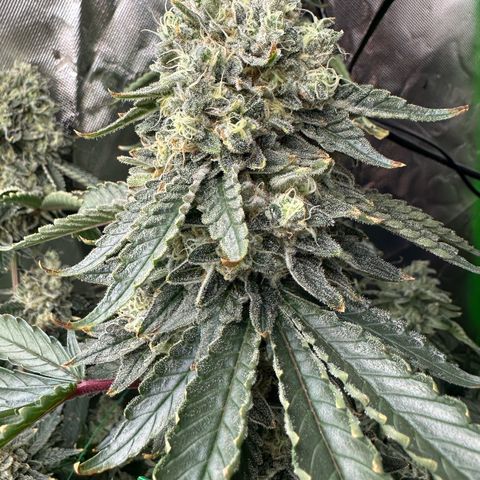 CxLAZ #15 C #1 growlog timeline photo