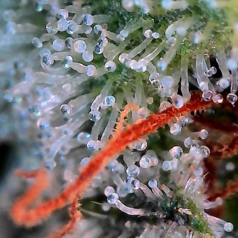 MiscxLAZ #26 C #2 growlog timeline photo