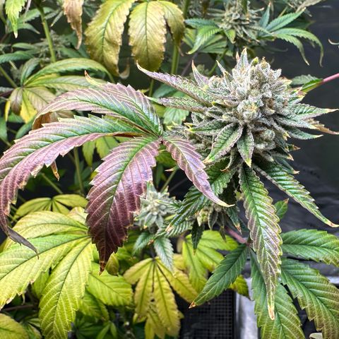 MiscxLAZ #26 C #2 growlog timeline photo