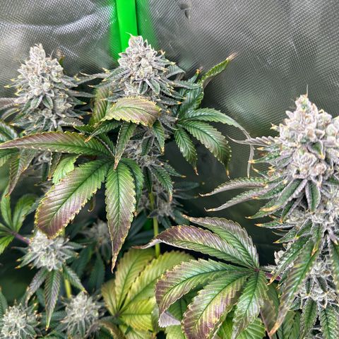 MiscxLAZ #26 C #2 growlog timeline photo
