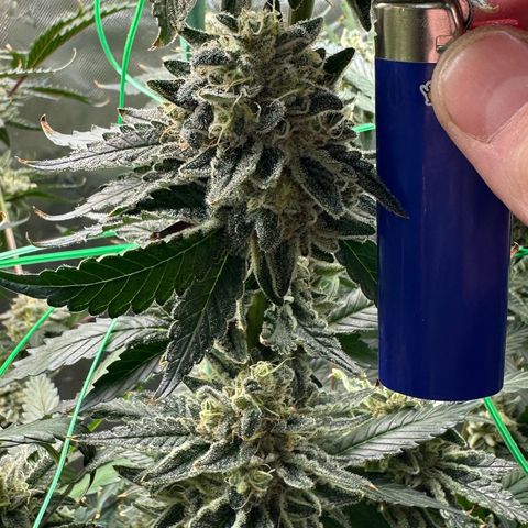 CxLAZ #15 C #1 growlog timeline photo