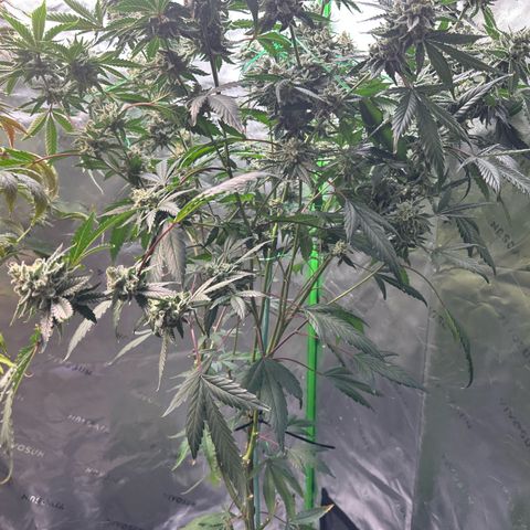 CxLAZ #15 C #1 growlog timeline photo