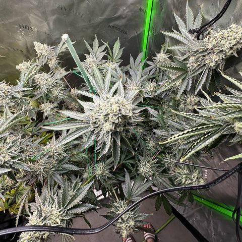 CxLAZ #15 C #1 growlog timeline photo