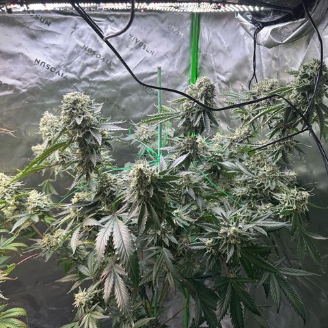 CxLAZ #15 C #1 growlog timeline photo