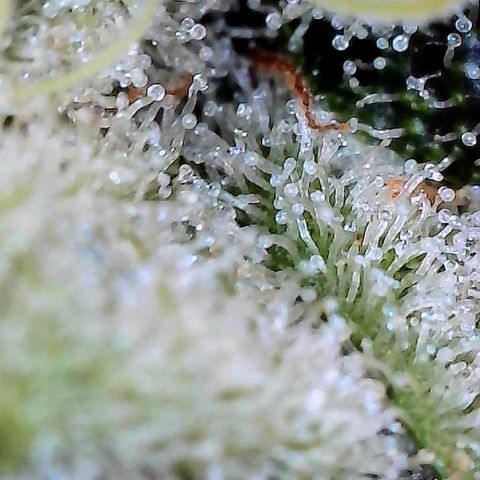 CxLAZ #15 C #1 growlog timeline photo