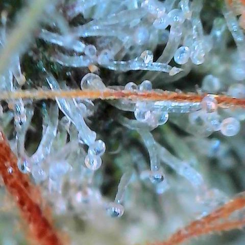 CxLAZ #15 C #1 growlog timeline photo