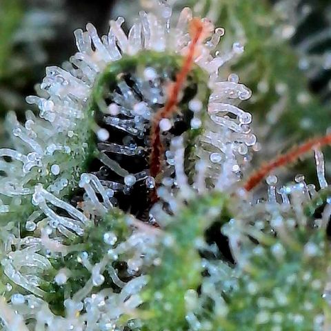 MiscxLAZ #26 C #2 growlog timeline photo