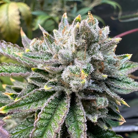 MiscxLAZ #26 C #2 growlog timeline photo