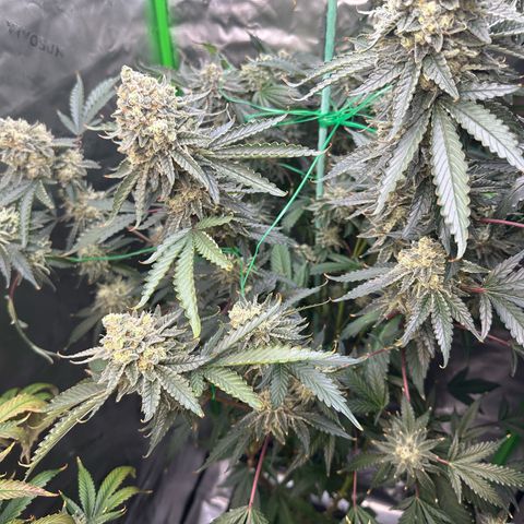 CxLAZ #15 C #1 growlog timeline photo