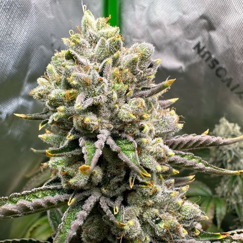 MiscxLAZ #26 C #2 growlog timeline photo