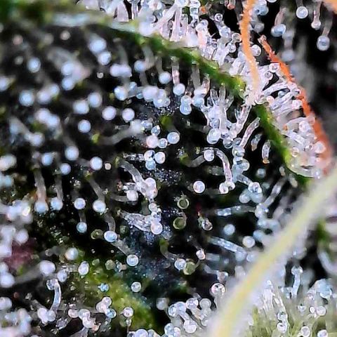 CxLAZ #15 C #1 growlog timeline photo