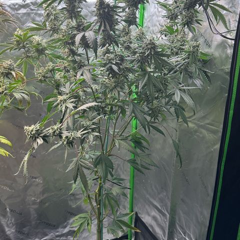 CxLAZ #15 C #1 growlog timeline photo