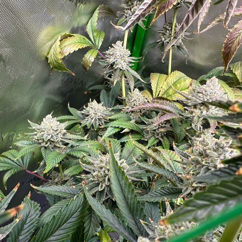 MiscxLAZ #26 C #2 growlog timeline photo