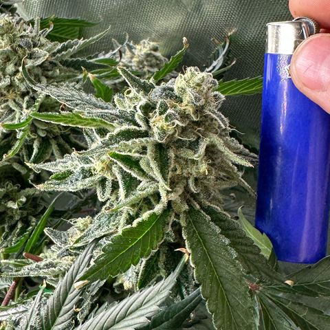 CxLAZ #15 C #1 growlog timeline photo