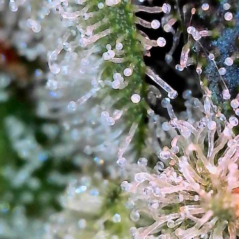 CxLAZ #15 C #1 growlog timeline photo
