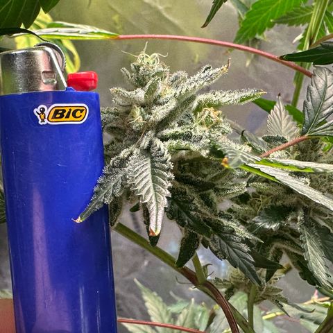 CxLAZ #15 C #1 growlog timeline photo